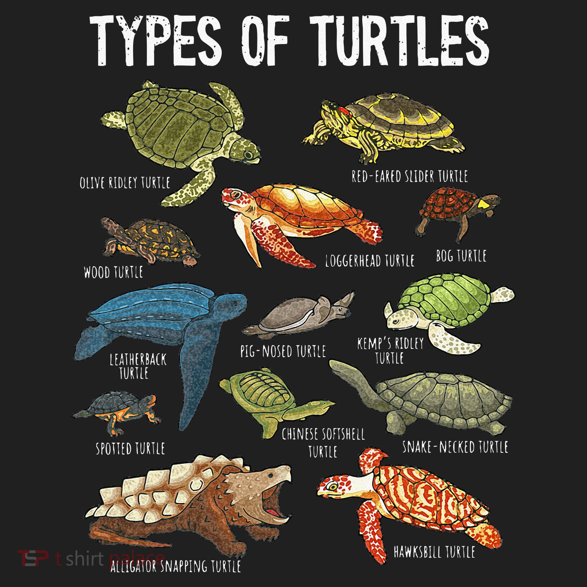 Turtle Turtle Spirit Animal Turtle Lover Tumbler