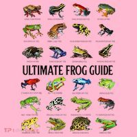 Ultimate Frog Guide Funny Frog Lovers Coaster thumb 2