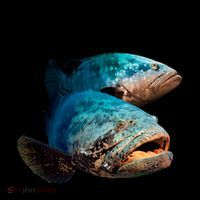 Under The Deep Blue Sea Fish Coffee Mug thumb 5