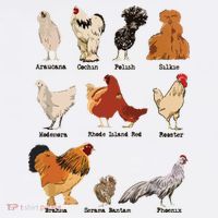Vintage Chicken Breeds Farm Animals Day Support Local Farmer T-Shirt thumb 7