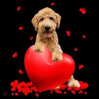 Valentines Day Golden Doodle Heart Dog Lovers Coffee Mug thumb 5