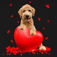 Valentines Day Golden Doodle Heart Dog Lovers Women's Hoodie thumb 2