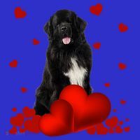 Valentines Day Love Hearts Newfoundland Dog Puppy Lover Gift Coaster thumb 2