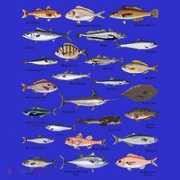 Vintage Fish Identification Chart Fishing T-Shirt thumb 7