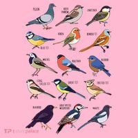 Wildlife Birds Gift For Bird Watching Birder Coaster thumb 2