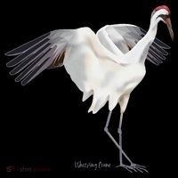 Whooping Crane Graphic Wildlife Bird Watching Hoodie thumb 7