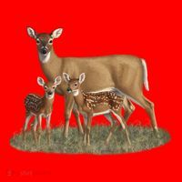 Whitetail Deer Doe And Cute Twin Fawns Wildlife Art Meaningful Gift Santa Hat thumb 1