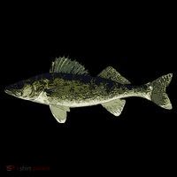 Walleye Fish Pickerel Fishing Lover Fisherman Coffee Mug thumb 5