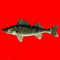 Walleye Fish Pickerel Fishing Lover Fisherman Santa Hat thumb 1