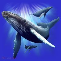 Whales T-Shirt thumb 7