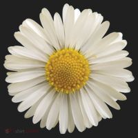 White Daisy Women's Sweatshirt thumb 2