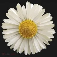 White Daisy T-Shirt thumb 7