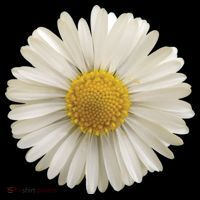 White Daisy Toddler T-Shirt thumb 4