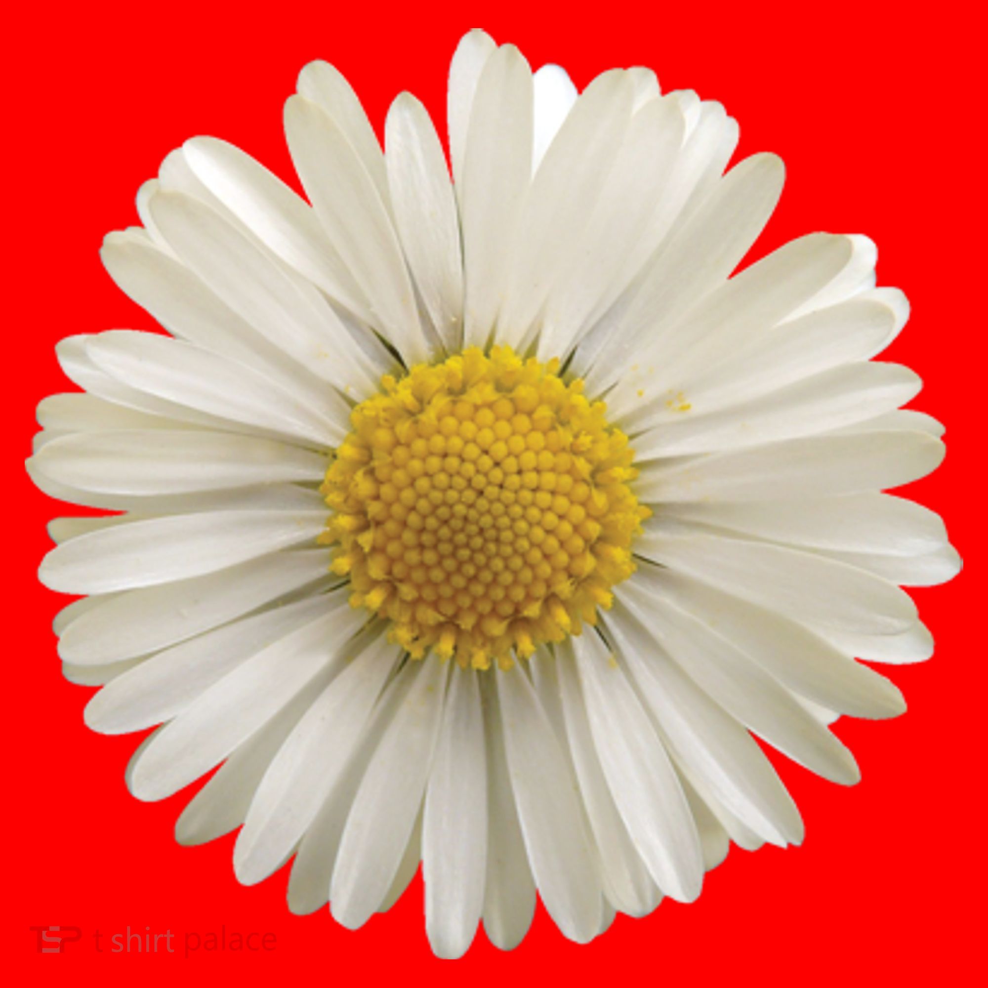 White Daisy Santa Hat