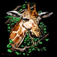 Wildlife - Big Face Giraffe Portrait Women's Hoodie thumb 2