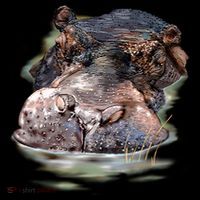 Wildlife - Big Face Hippo Portrait Women's Tank Top thumb 5