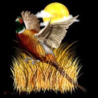 Wildlife - Pheasant Bird Portrait Apron thumb 3