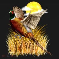 Wildlife - Pheasant Bird Portrait Button thumb 1