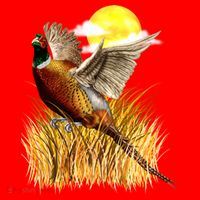Wildlife - Pheasant Bird Portrait Santa Hat thumb 1