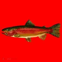 Wildlife - Rainbow Trout Side Santa Hat thumb 1