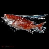 Wildlife - Red Snapper Surfacing Coffee Mug thumb 5