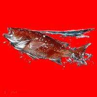 Wildlife - Red Snapper Surfacing Women's T-Shirt thumb 6