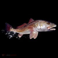 Wildlife - Redfish Backpack thumb 2