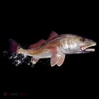 Wildlife - Redfish Coffee Mug thumb 5