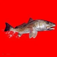 Wildlife - Redfish Apron thumb 3