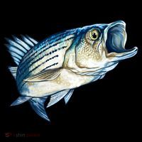 Wildlife - Striped Bass Coffee Mug thumb 5