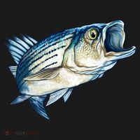 Wildlife - Striped Bass Ornament thumb 1