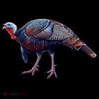 Wildlife - Wild Turky Walking Backpack thumb 2
