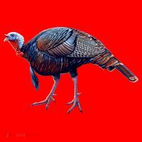 Wildlife - Wild Turky Walking Santa Hat thumb 1