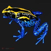 Wildlife - Yellow And Blue Frog Hoodie thumb 2