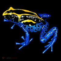 Wildlife - Yellow And Blue Frog Tote Bag thumb 4