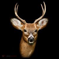 Wildlife Big Face Young Buck Deer Portrait Women's Hoodie thumb 2