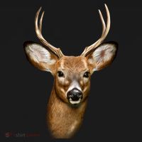 Wildlife Big Face Young Buck Deer Portrait Women's Tank Top thumb 5