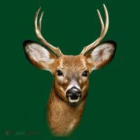 Wildlife Big Face Young Buck Deer Portrait Polo thumb 2