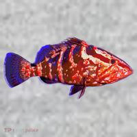 Wildlife Funky Grouper The Baniff Cuffed Pom Beanie thumb 2