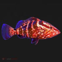 Wildlife Funky Grouper Tote Bag thumb 4