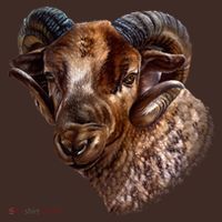 Wildlife Ram Stare Coaster thumb 2