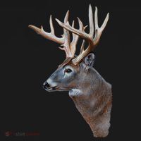 Wildlife The Boss Deer Head Sweatshirt thumb 3