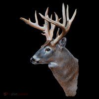 Wildlife The Boss Deer Head Women's Hoodie thumb 2