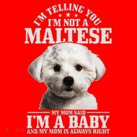 Womens Maltese Mom Said Im A Baby Funny Maltese Dog Santa Hat thumb 1