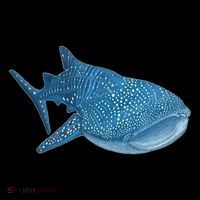 Whale Shark Scuba Diving Snorkeling Women's Hoodie thumb 2