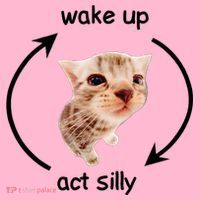 Wake Up Act Silly Cat Coaster thumb 2