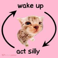 Wake Up Act Silly Cat Meme Coaster thumb 2