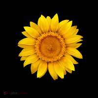 You Are My Sunshine Sunflower Coffee Mug thumb 5