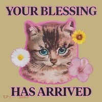 Your Blessing Has Arrived Cat & Funny Silly Catr Blessing Has Arrived Cat & Funn Hoodie thumb 7