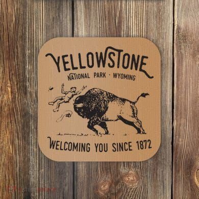 Yellowstone Bison Toss National Park Wyoming Coaster